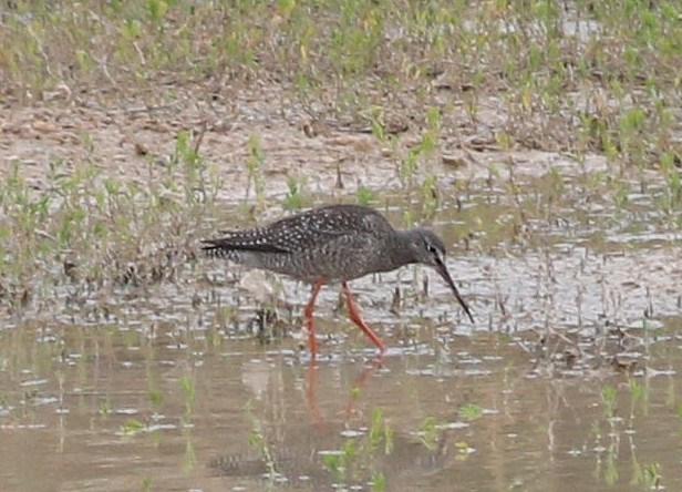 Spotted Redshank - ML608906201