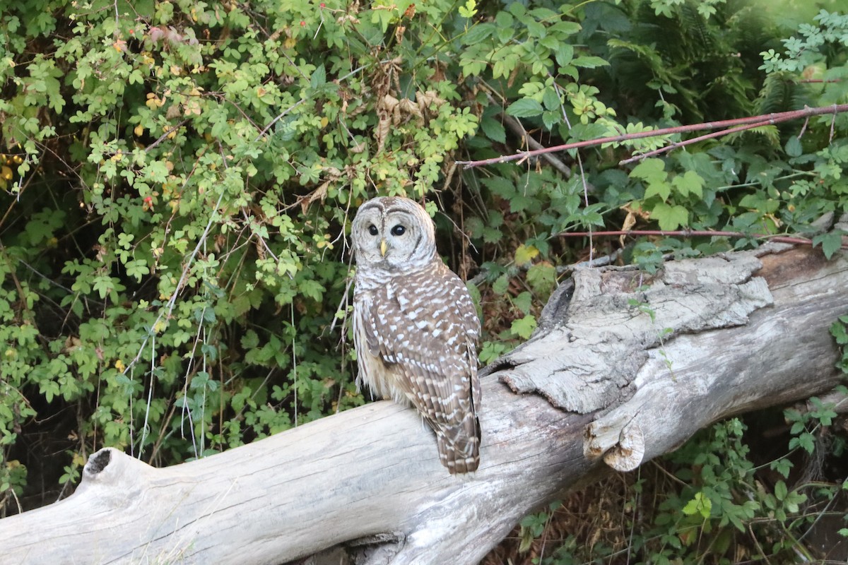 Barred Owl - ML608906445