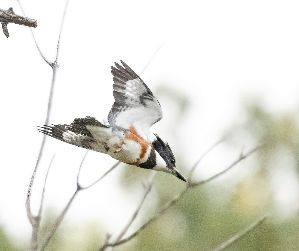 Belted Kingfisher - ML608906598