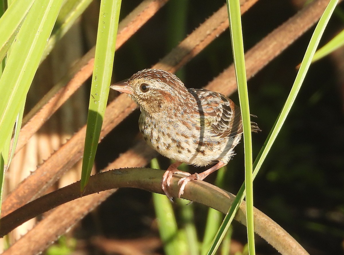 Bachman's Sparrow - ML608907006