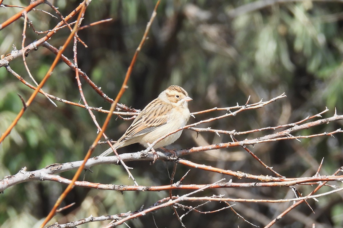 Clay-colored Sparrow - ML608907215