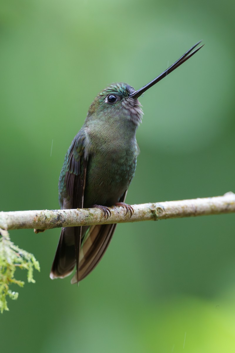 kolibřík zelenočelý - ML608907338