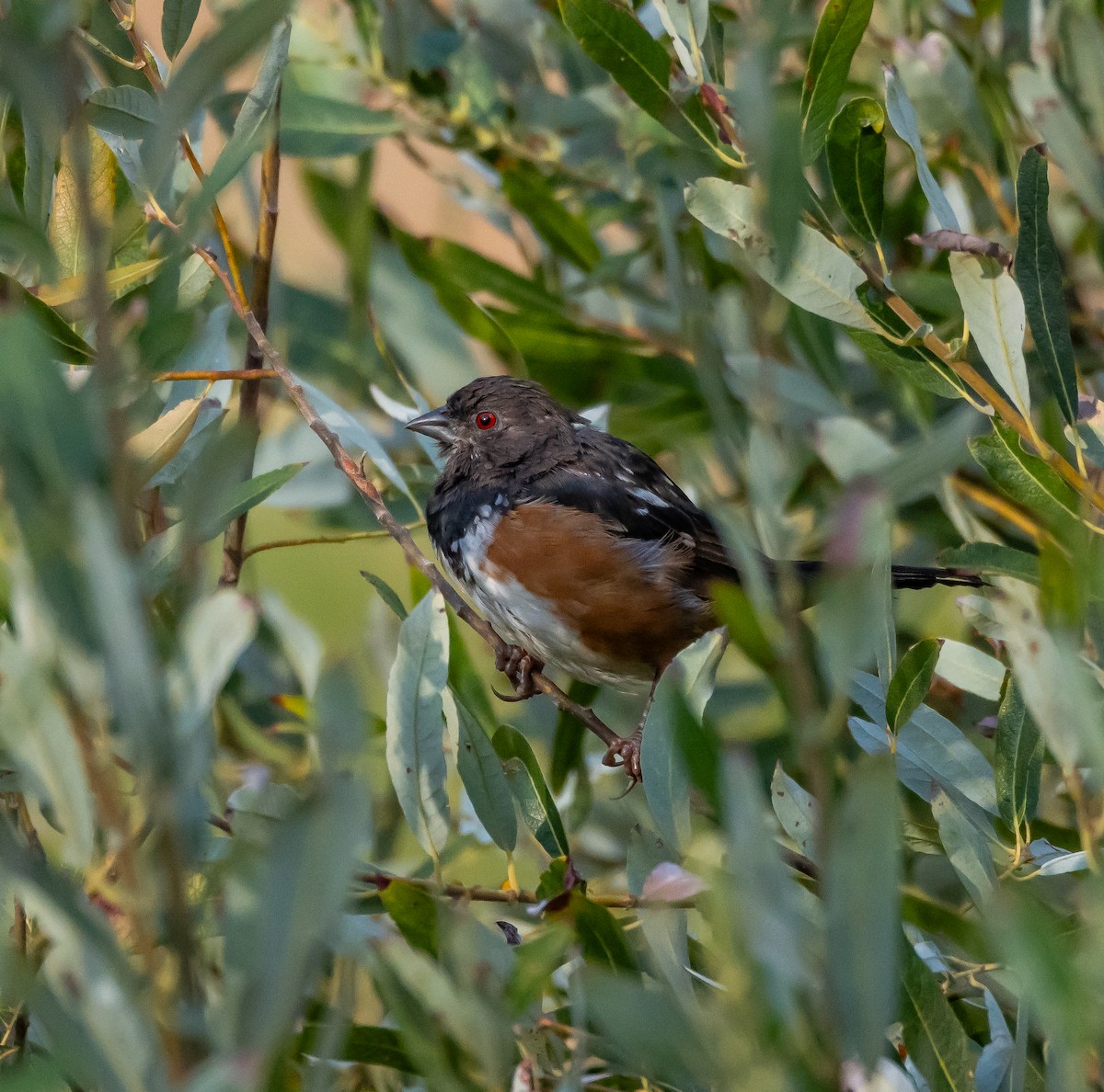 Spotted Towhee - ML608908012