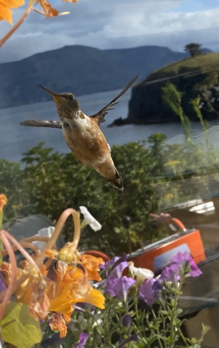 Rufous Hummingbird - ML608908805