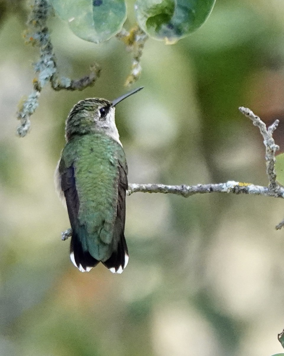 Ruby-throated Hummingbird - ML608908860