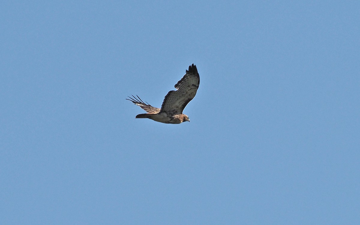 Red-tailed Hawk - Gordon Johnston