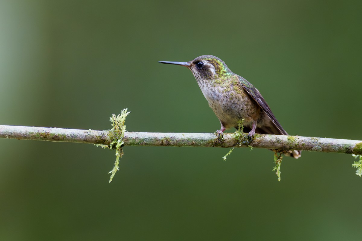 Speckled Hummingbird (melanogenys Group) - ML608909030