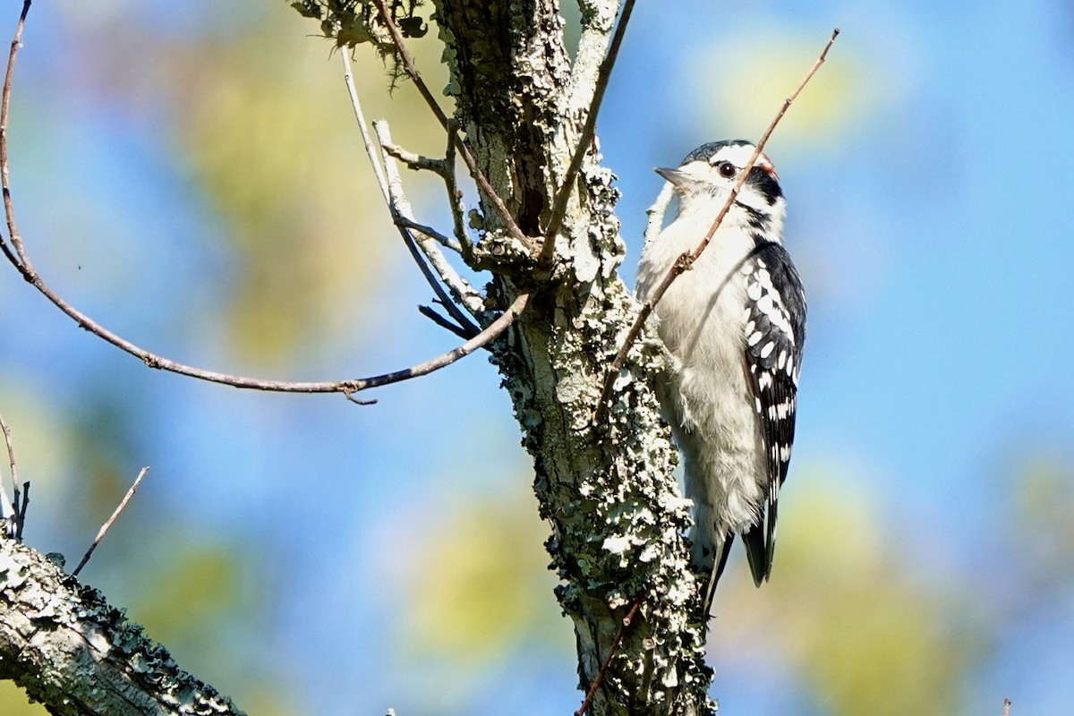 Downy Woodpecker - ML608909050