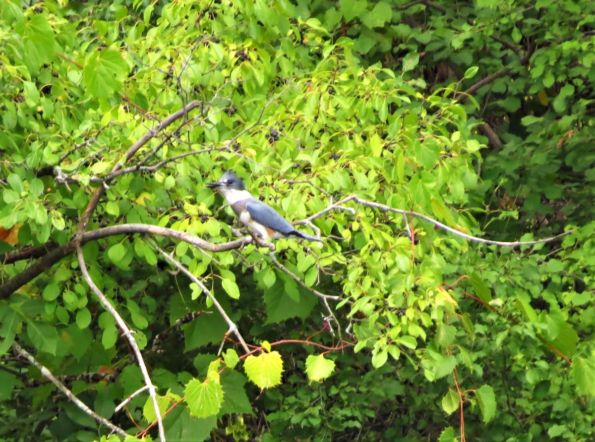 Belted Kingfisher - ML608909206
