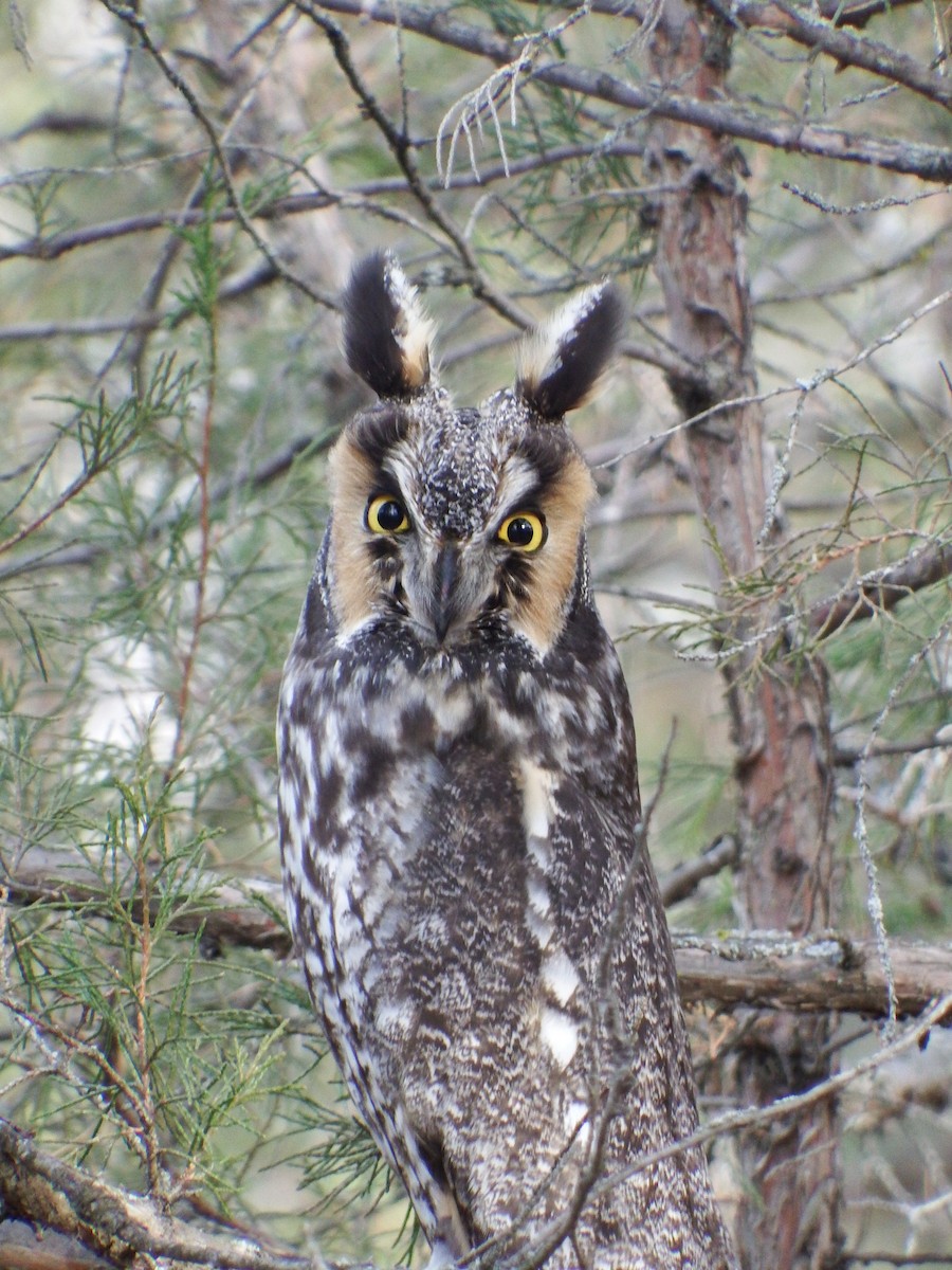Long-eared Owl - ML608909403