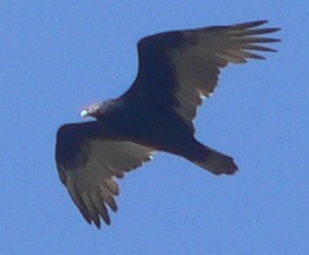 Turkey Vulture - ML608909450