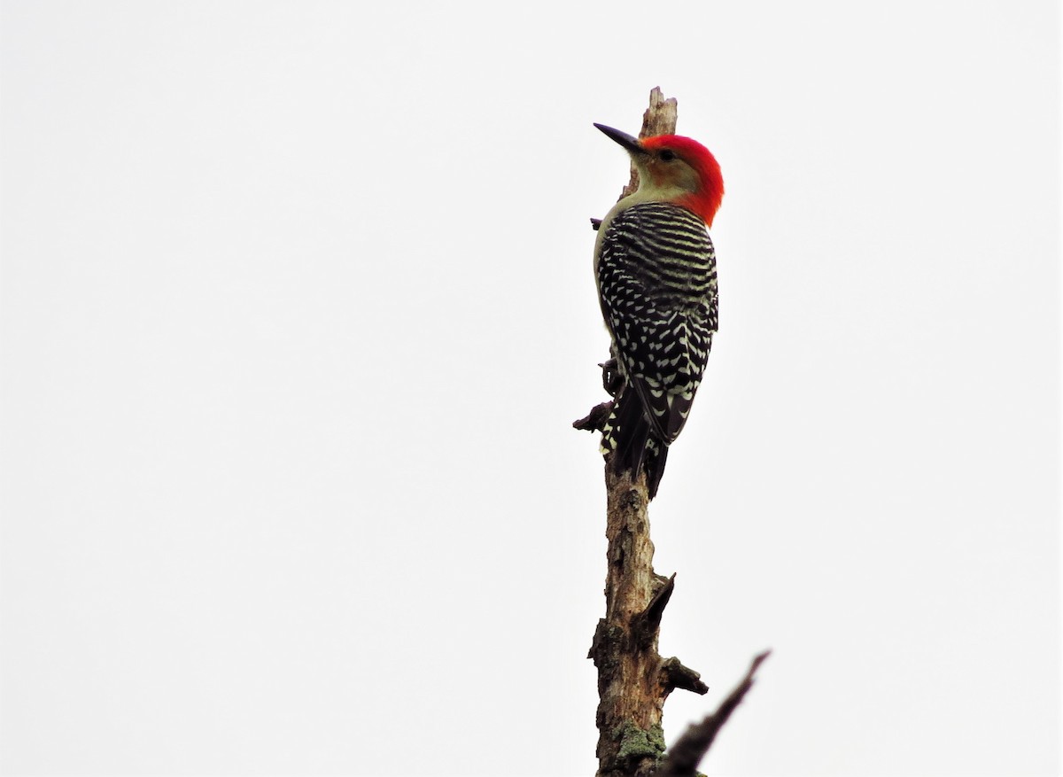 Red-bellied Woodpecker - ML608909648
