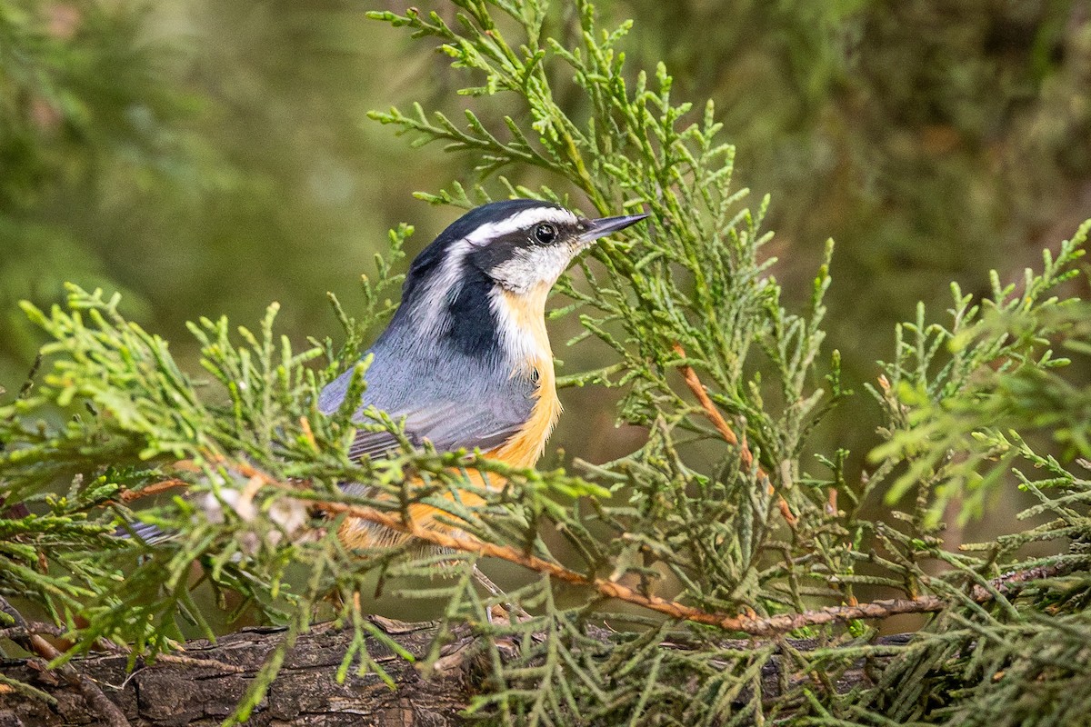 Red-breasted Nuthatch - ML608909823