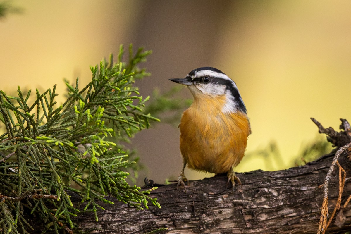 Red-breasted Nuthatch - ML608909824