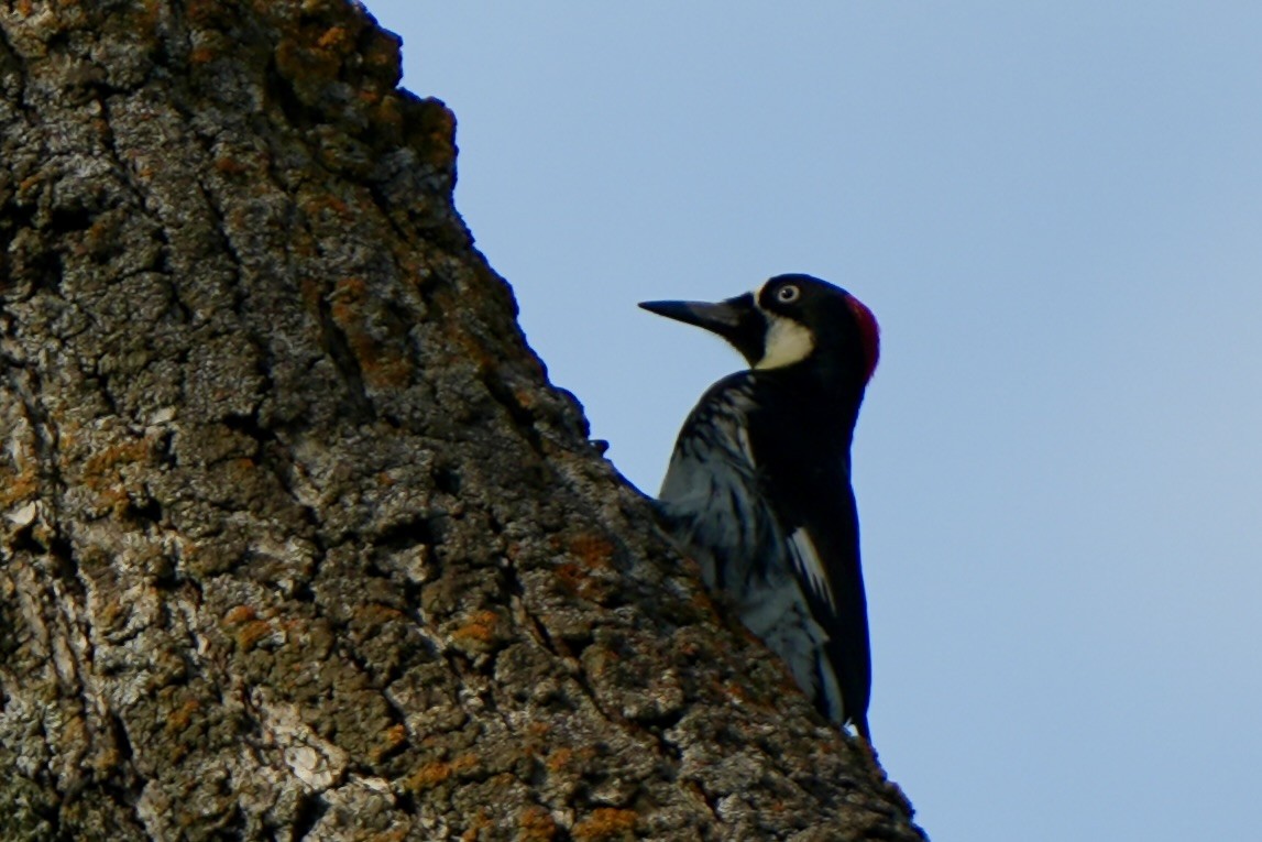 Acorn Woodpecker - ML608910350