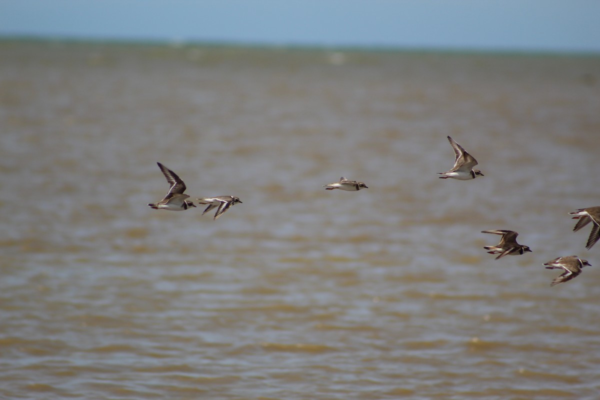 Semipalmated Plover - ML608910478