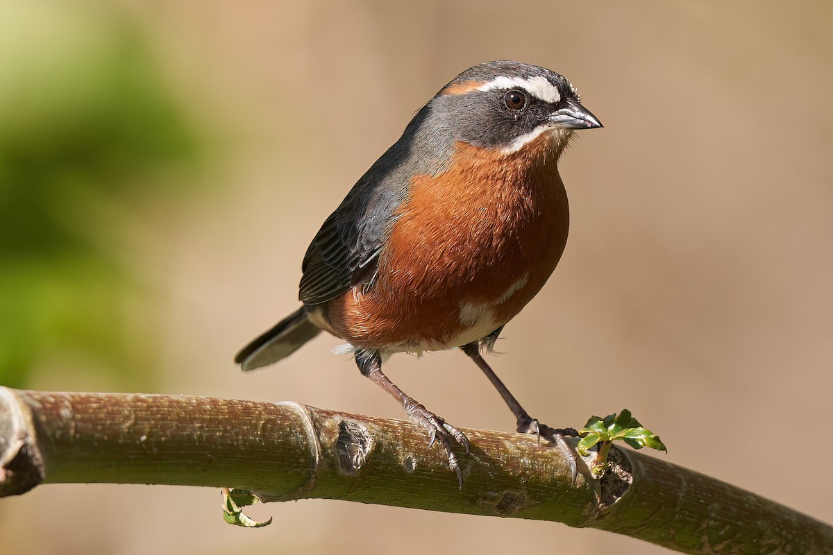 Black-and-rufous Warbling Finch - ML608910549
