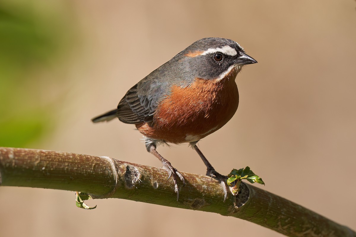 Black-and-rufous Warbling Finch - ML608910550