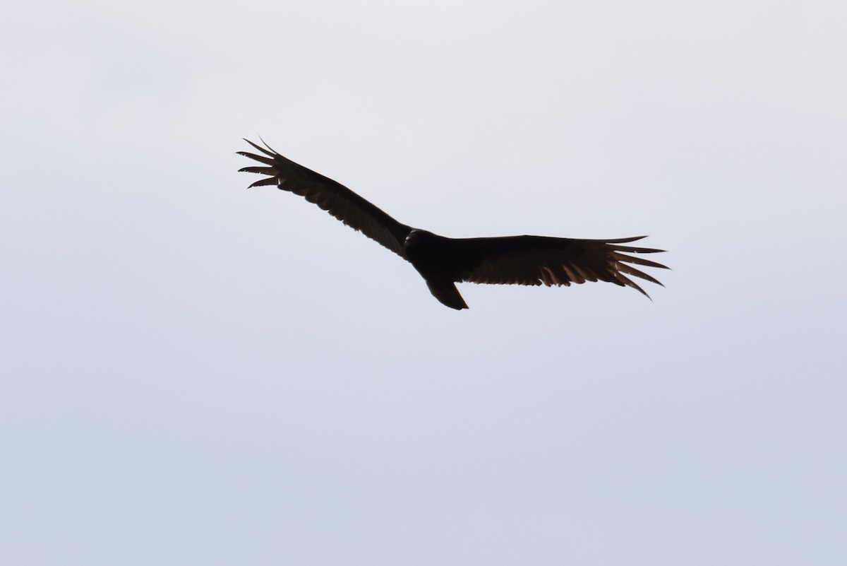 Turkey Vulture - ML608910583