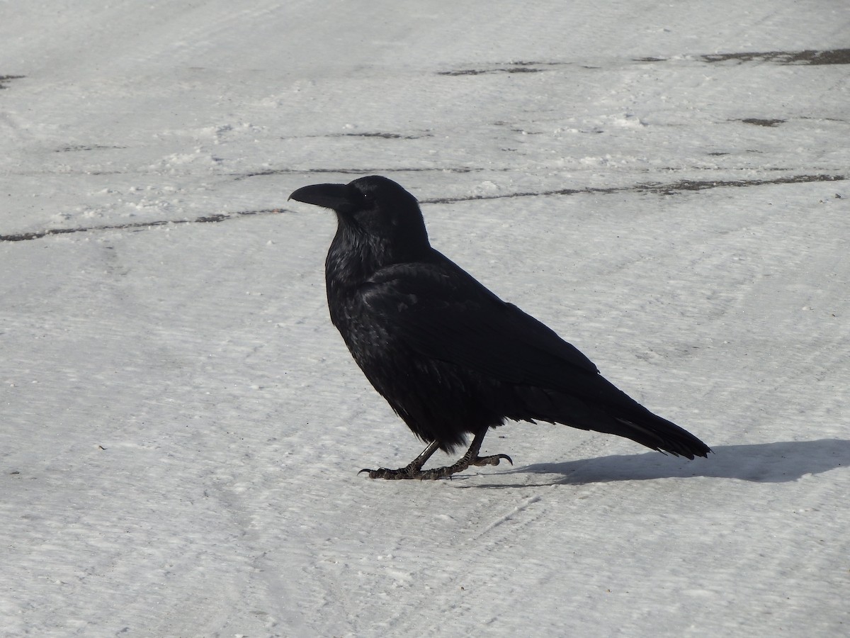 Common Raven - ML608910604