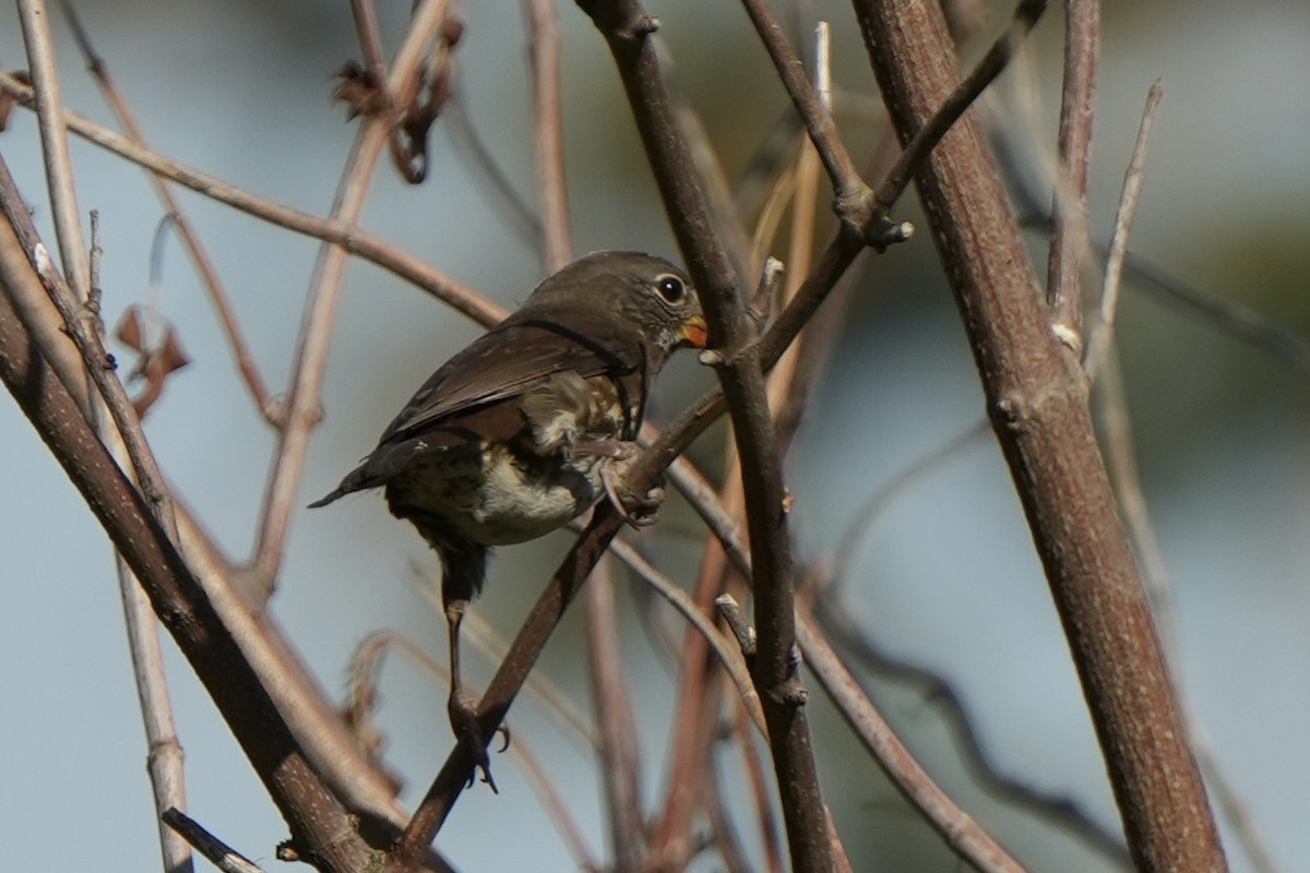 Fox Sparrow (Sooty) - ML608910861