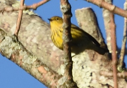 Cape May Warbler - ML608911061