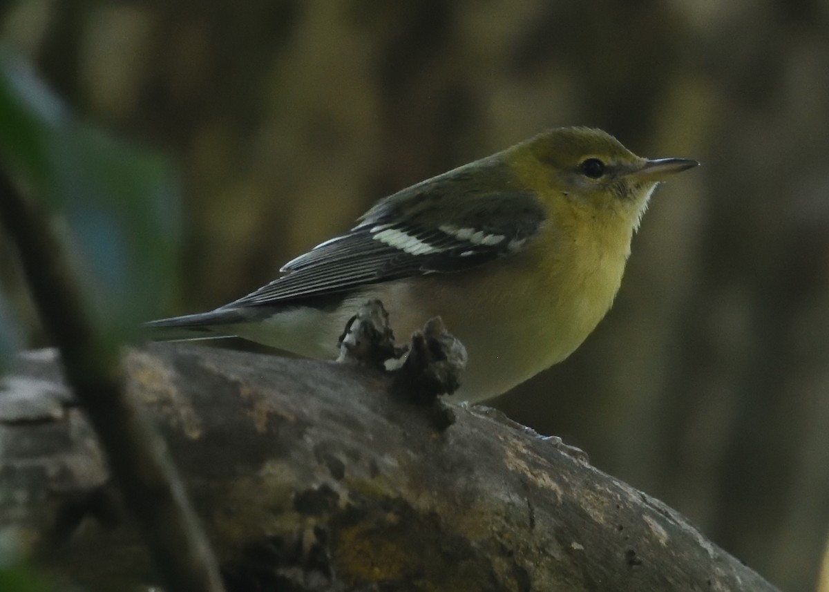 Bay-breasted Warbler - ML608911066