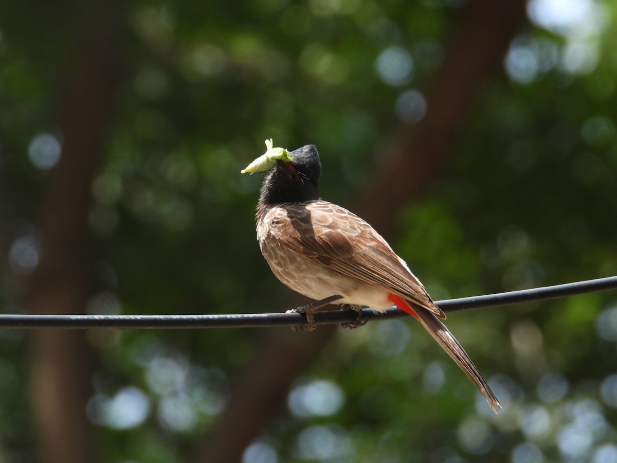 Red-vented Bulbul - ML608911308