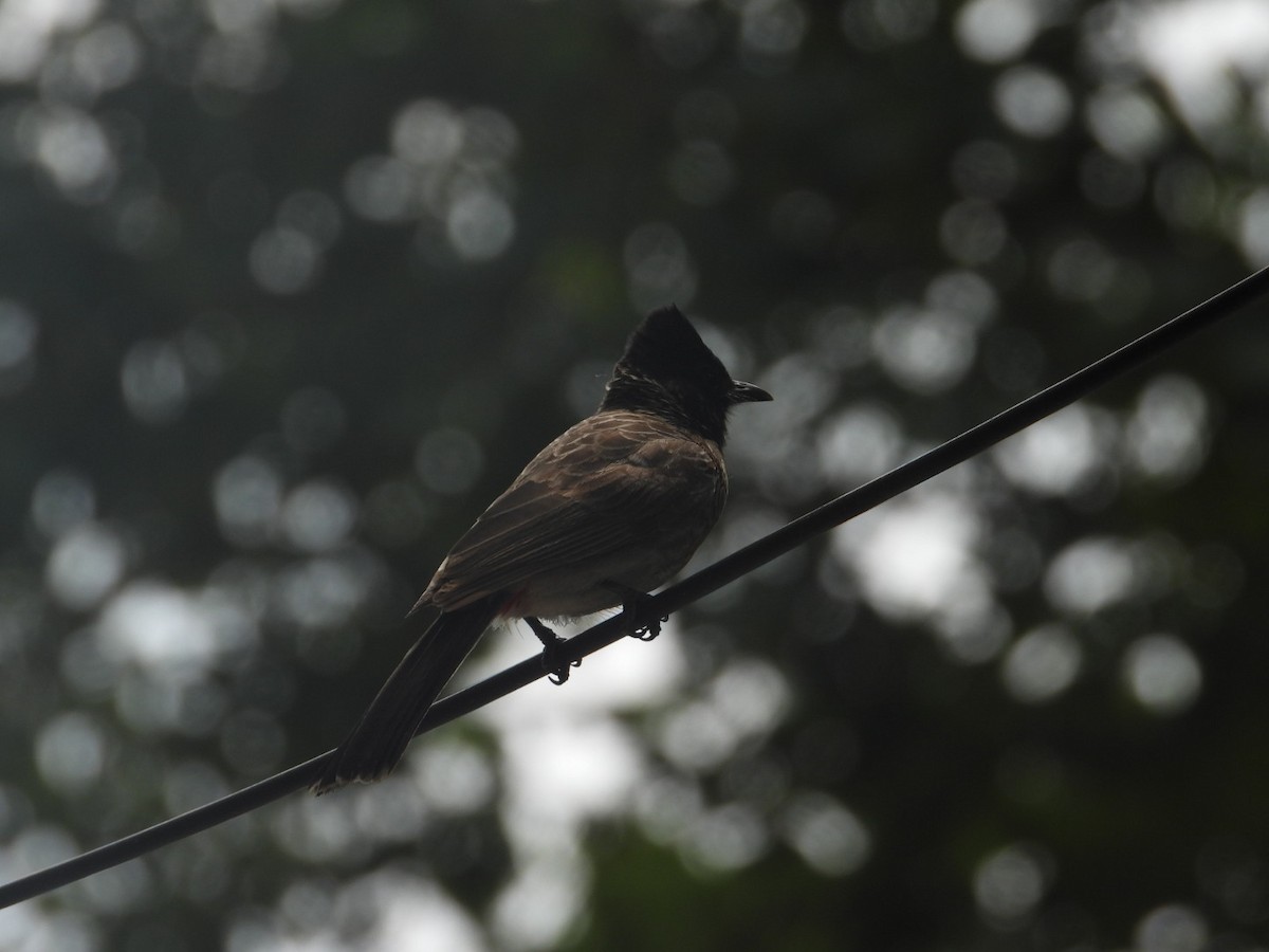 Red-vented Bulbul - ML608911309