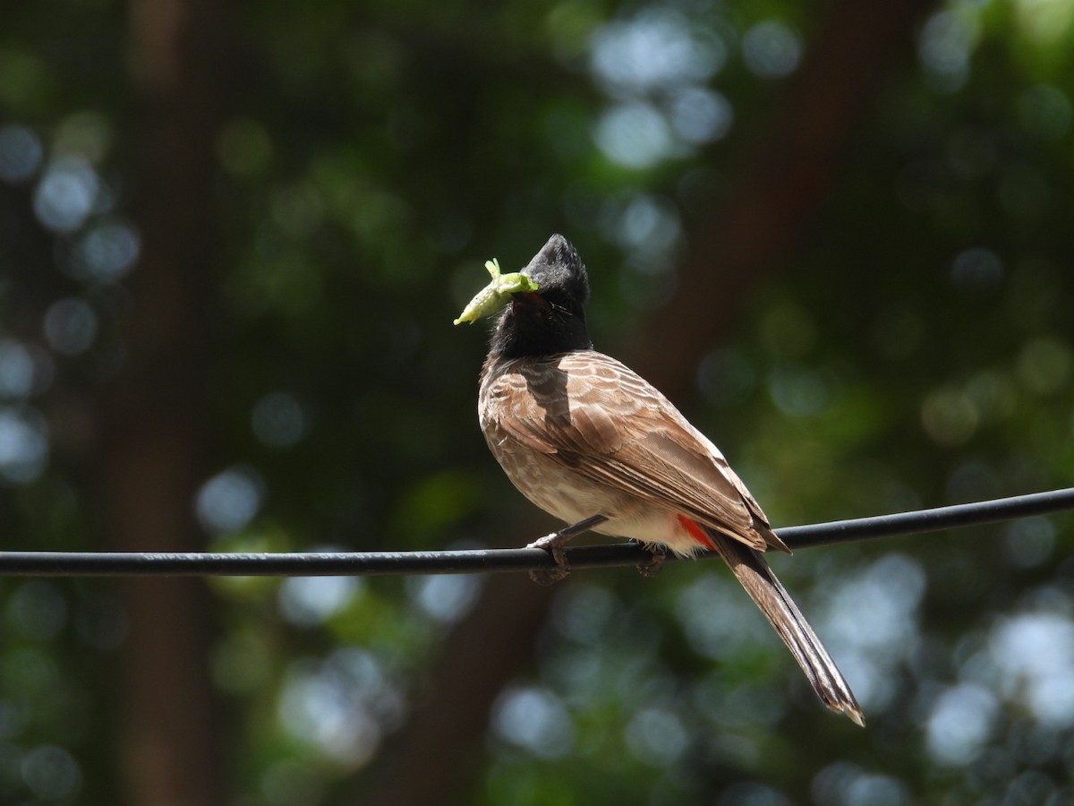 Red-vented Bulbul - ML608911310