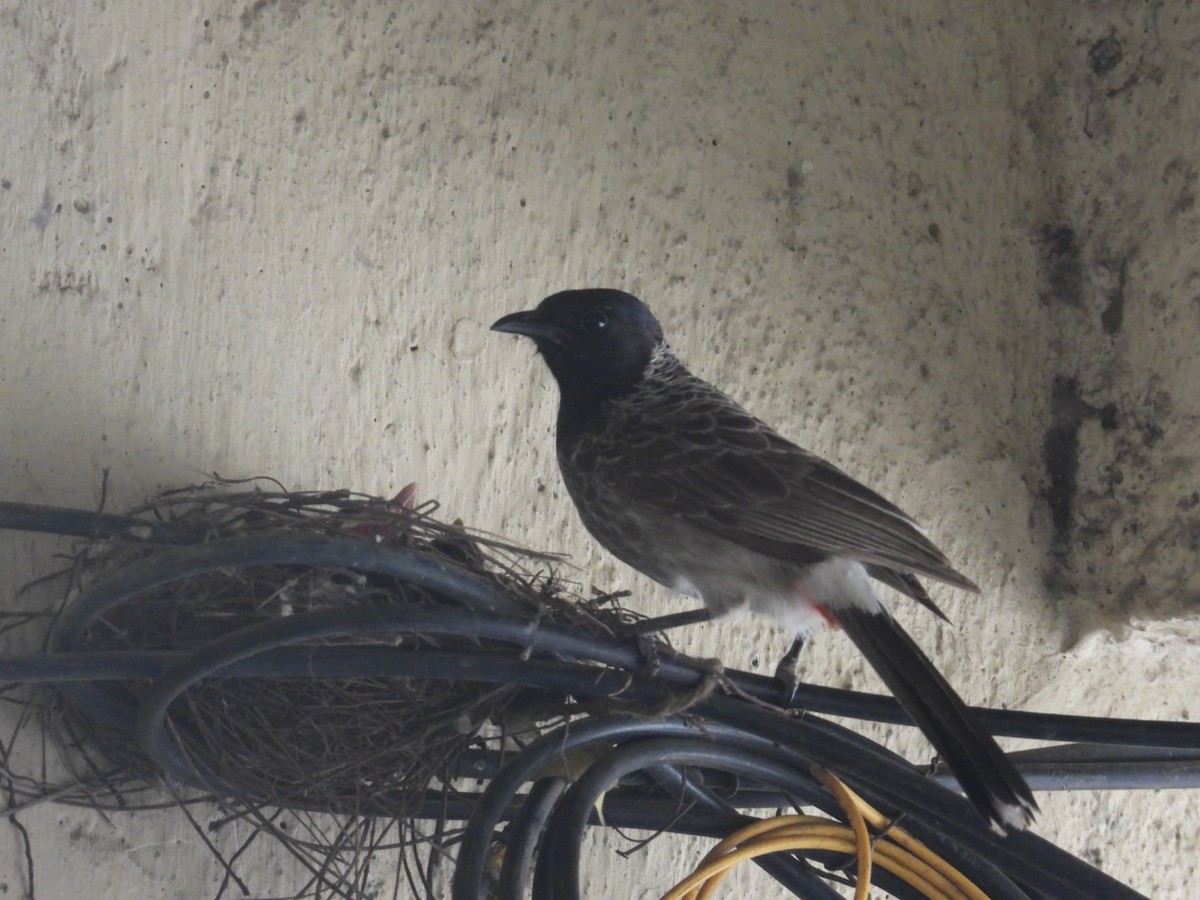 Red-vented Bulbul - ML608911313