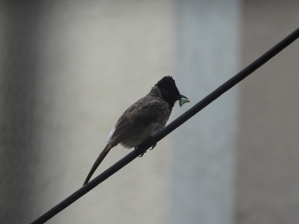 Red-vented Bulbul - ML608911318