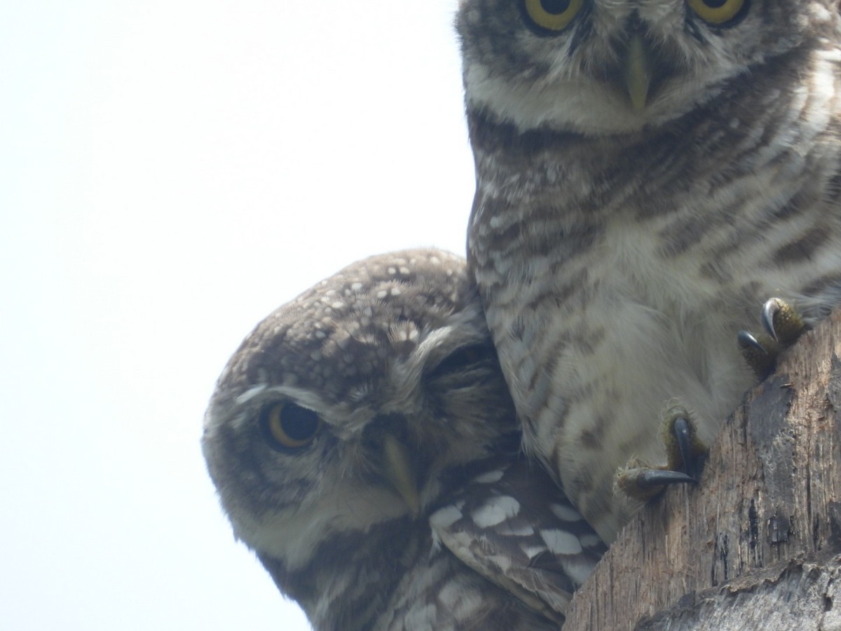 Spotted Owlet - ML608911349