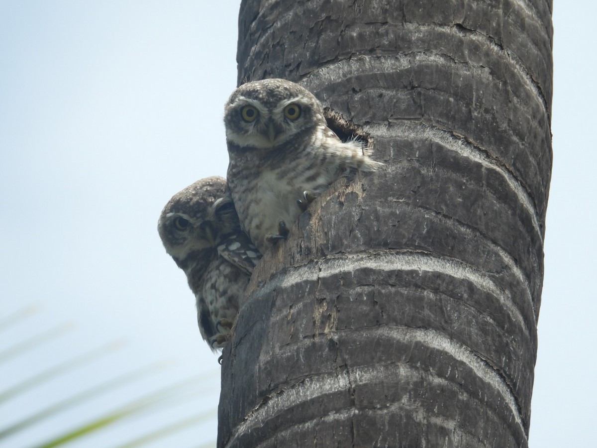 Spotted Owlet - ML608911350