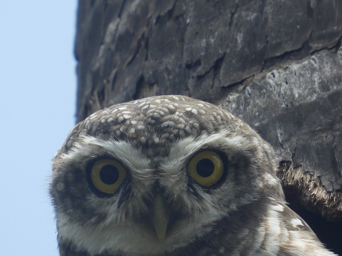 Spotted Owlet - ML608911351
