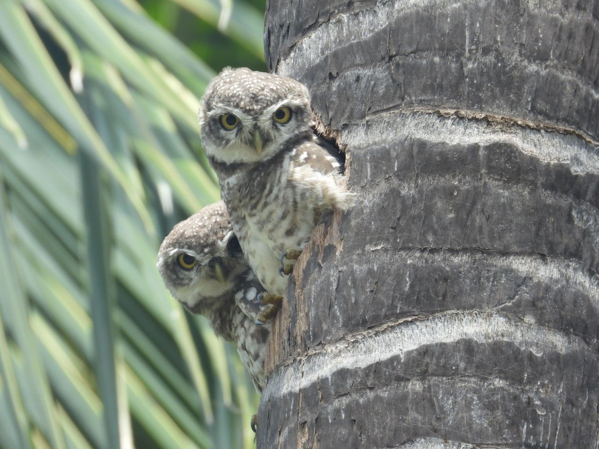 Spotted Owlet - ML608911354