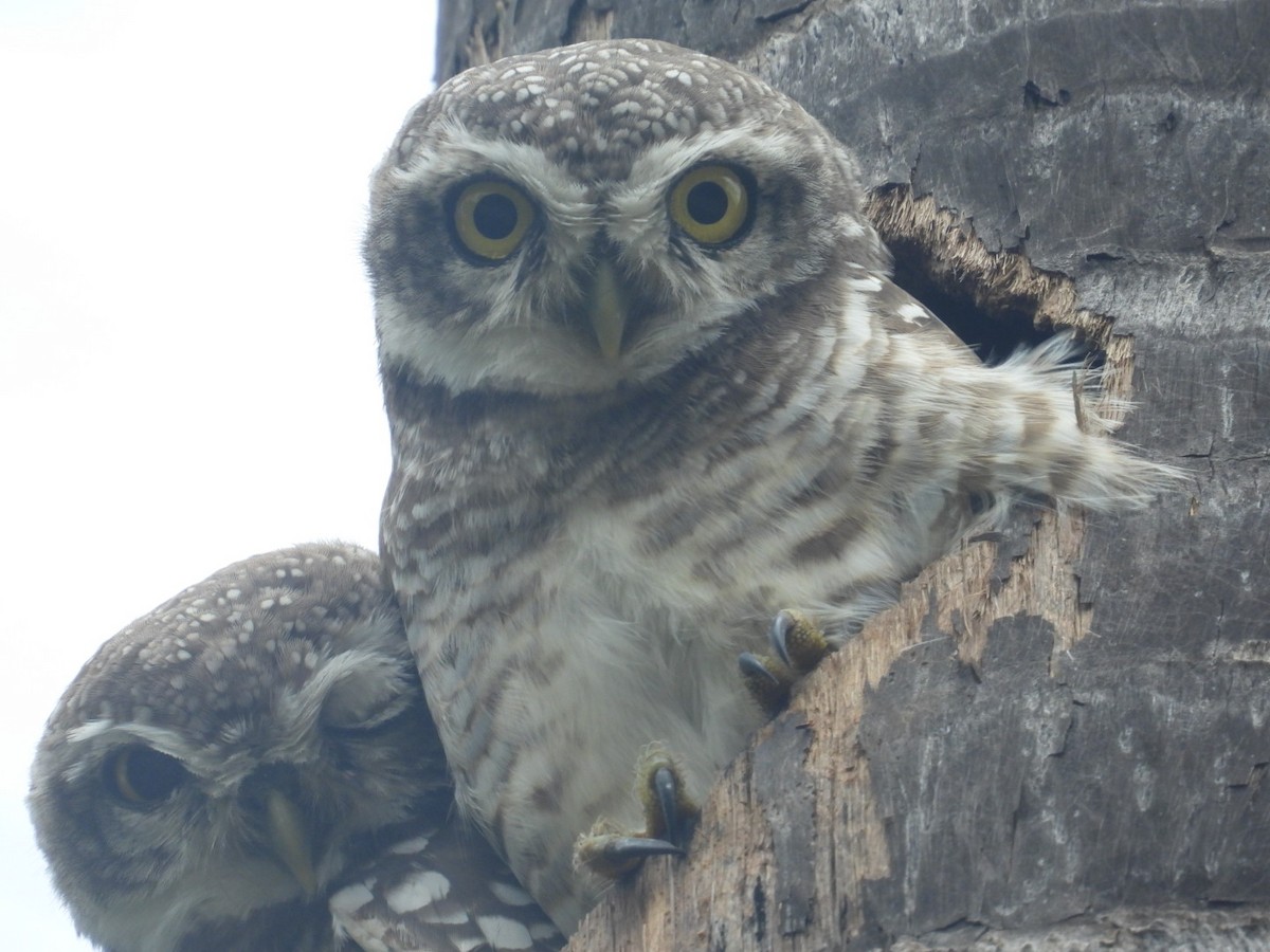 Spotted Owlet - ML608911355