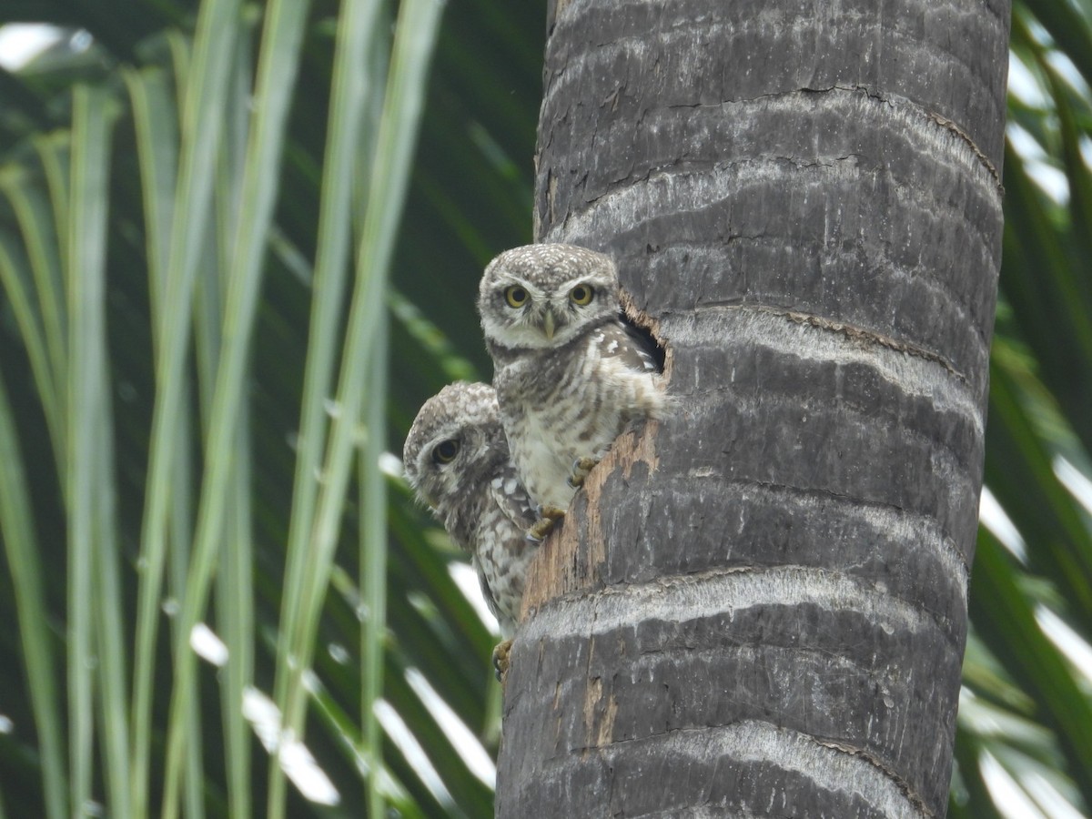 Spotted Owlet - ML608911356