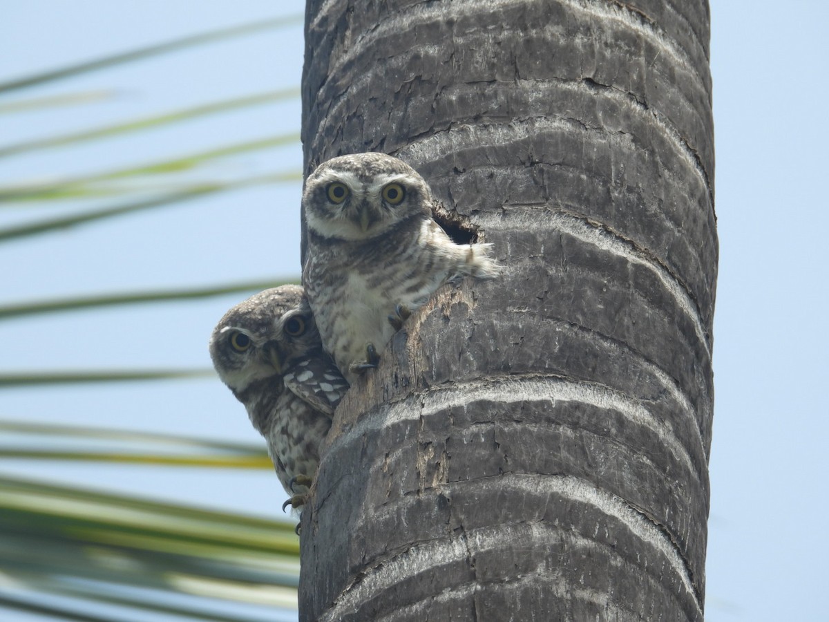 Spotted Owlet - Lakshmikant Neve