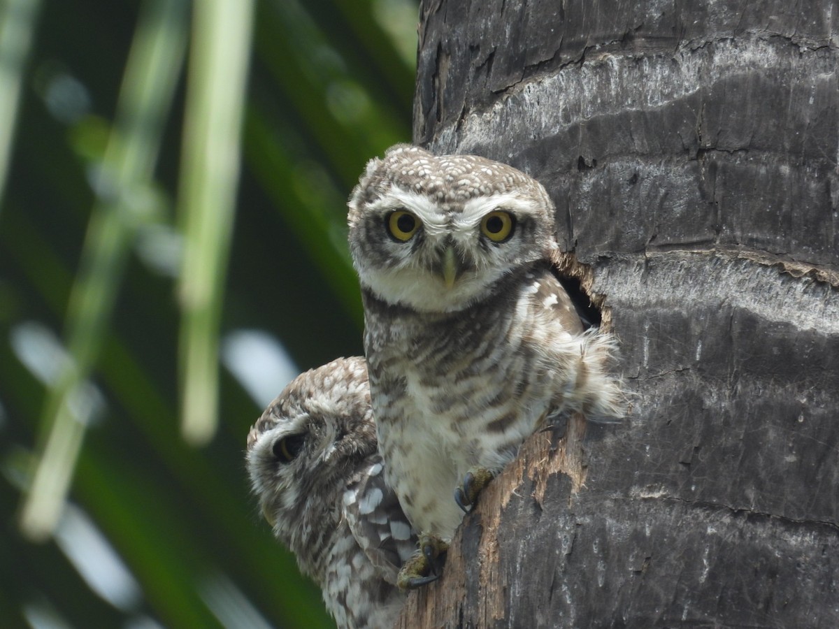 Spotted Owlet - ML608911358
