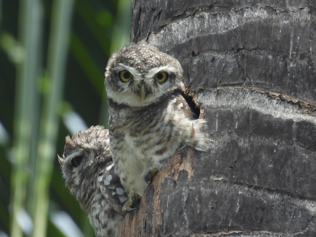 Spotted Owlet - ML608911359
