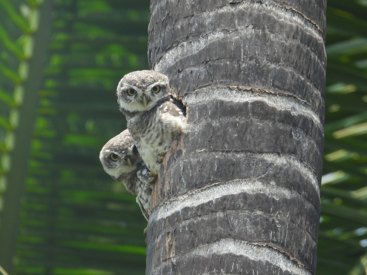 Spotted Owlet - Lakshmikant Neve