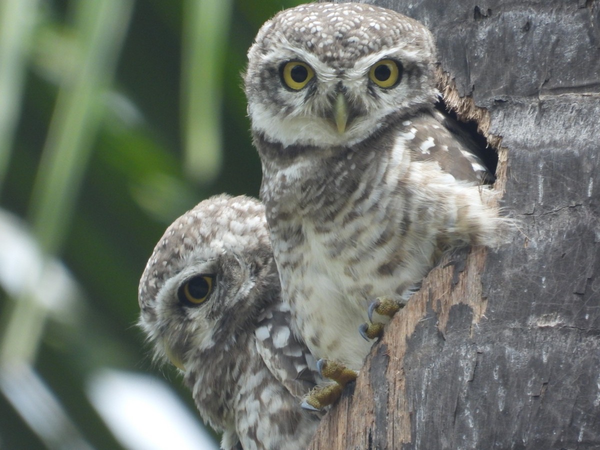 Spotted Owlet - ML608911361
