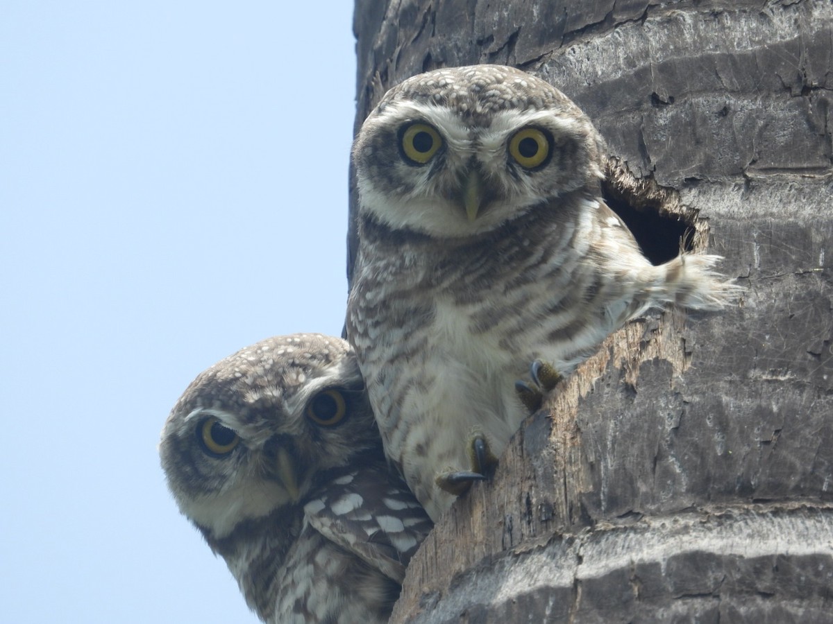Spotted Owlet - ML608911362