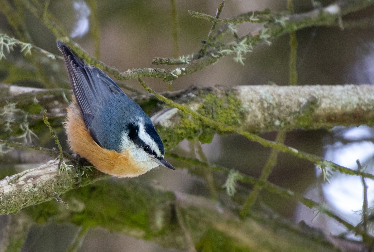 Red-breasted Nuthatch - ML608911363