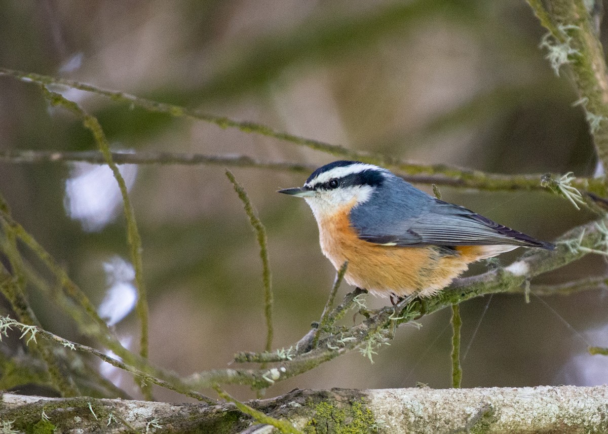 Red-breasted Nuthatch - ML608911365