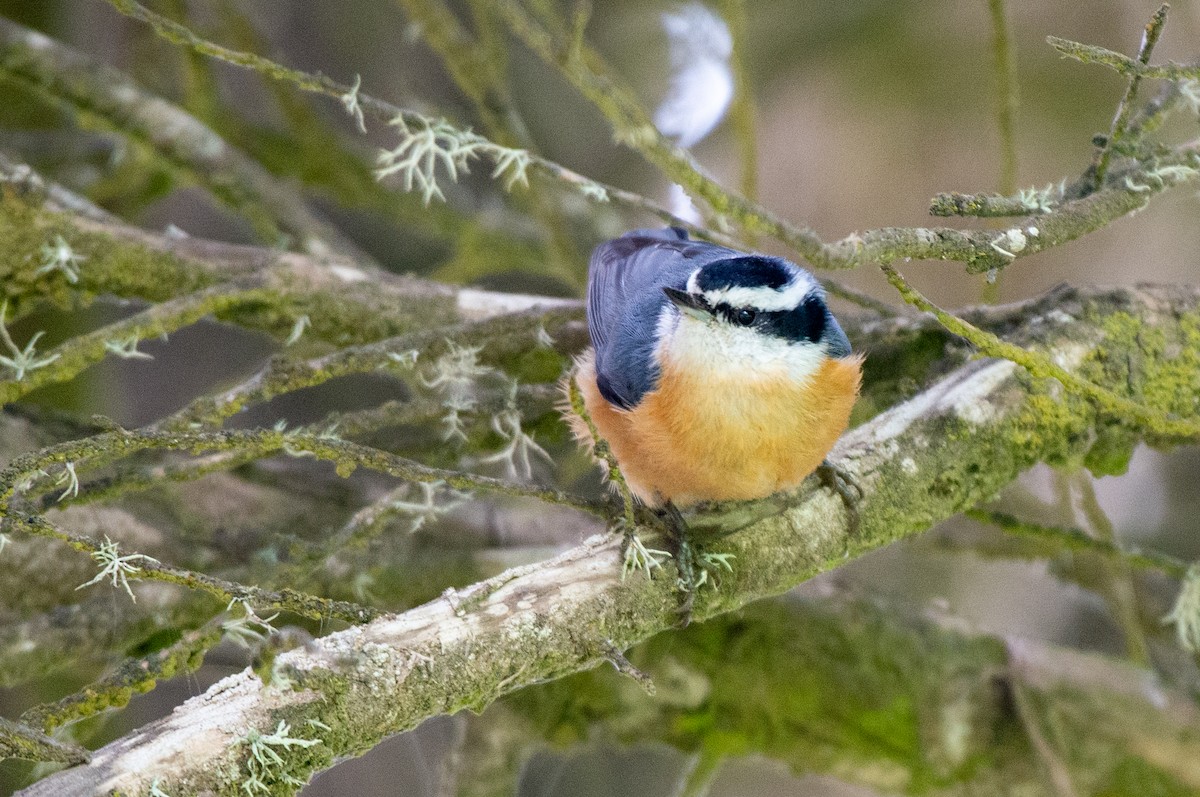 Red-breasted Nuthatch - ML608911367