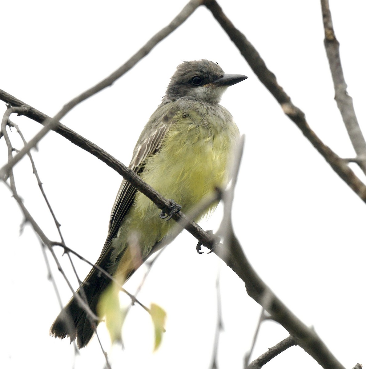 yellow-bellied kingbird sp. - william tyrer