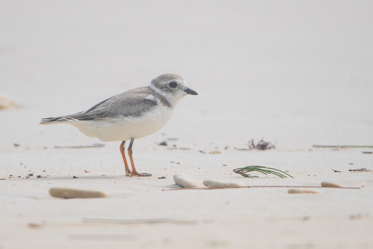 Piping Plover - ML608912700