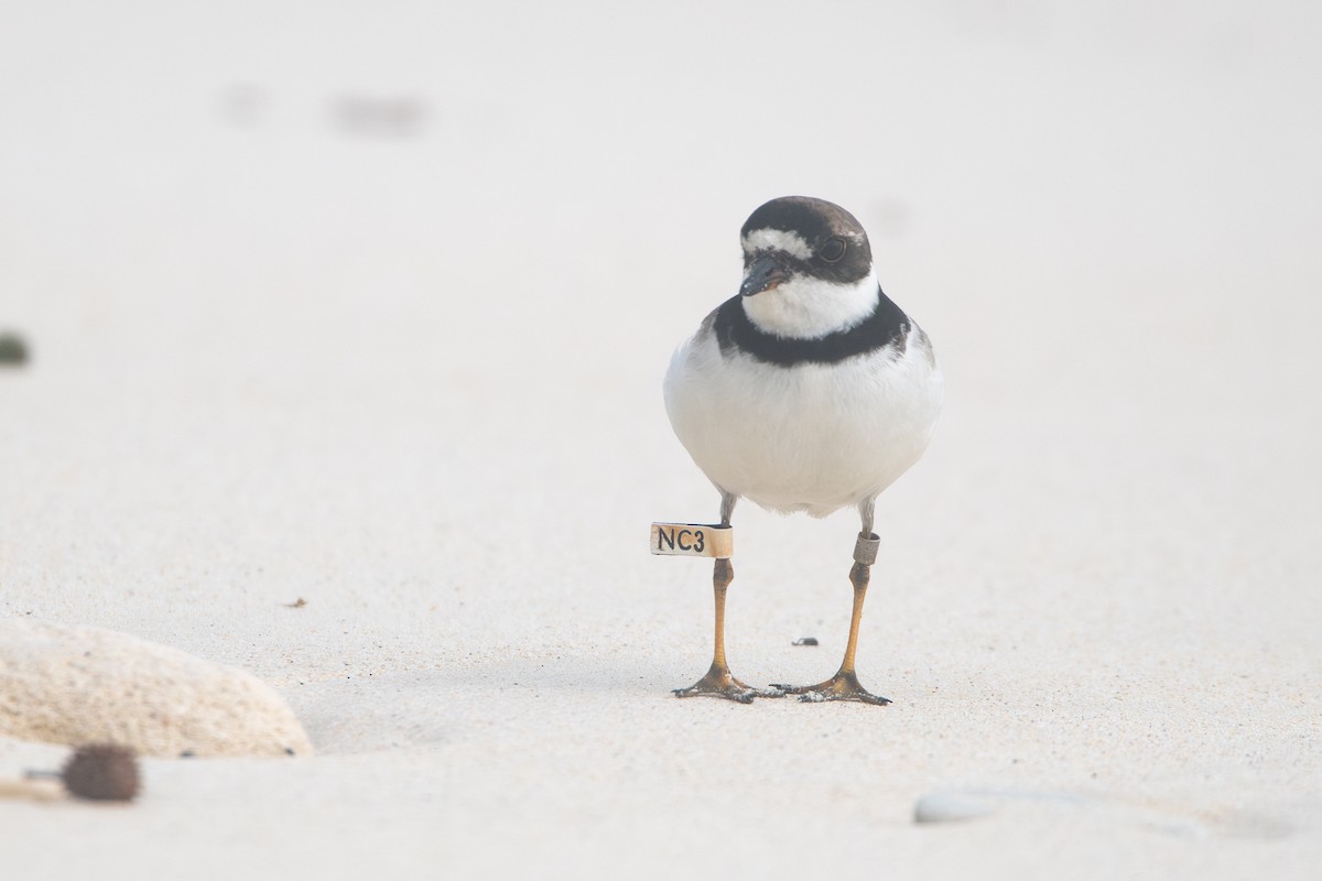 Semipalmated Plover - ML608912722